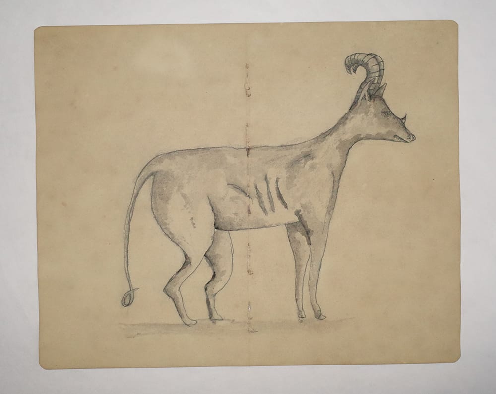 Drawing Study of Flora and Fauna in Tanah Runcuk (Excerpted from Stern’s Manuscript & Journal)