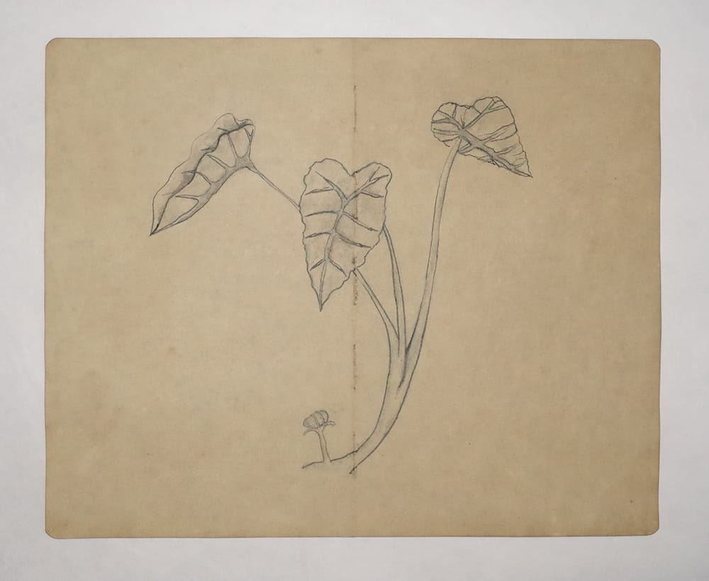 Drawing Study of Flora and Fauna in Tanah Runcuk (Excerpted from Stern’s Manuscript & Journal)
