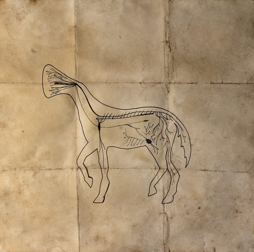 Equus ferus sonitus (2)