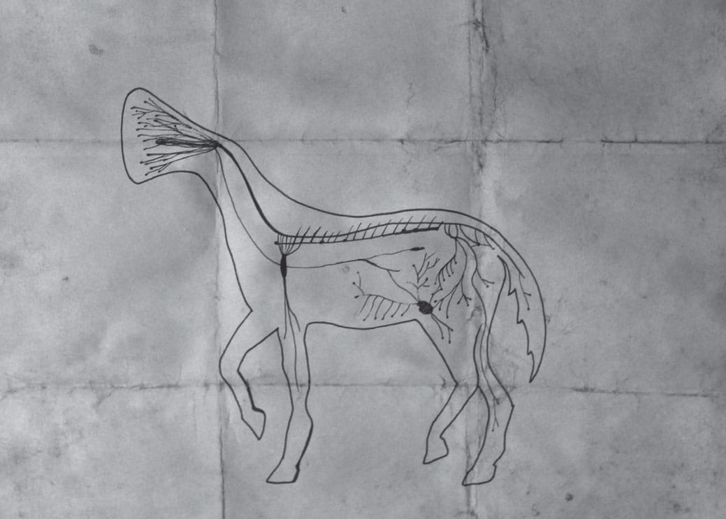 The Mythology of Runcuk Horse and Its Transformation
