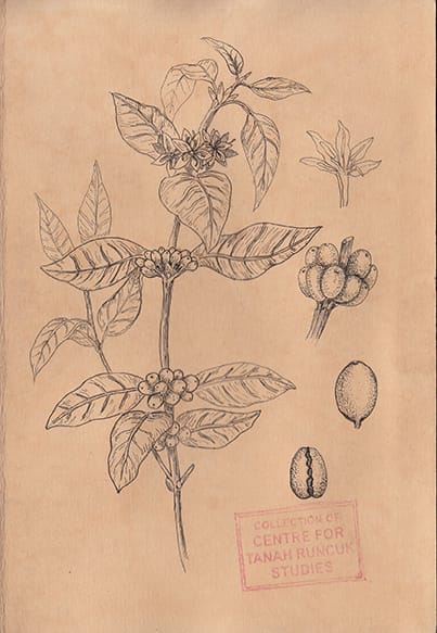 Drawing Study of Coffee Plant (Excerpted from Stern’s Manuscript & Journal)