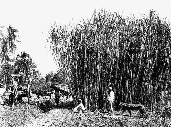 Domesticated Weretiger at Sugar Cane Plantation